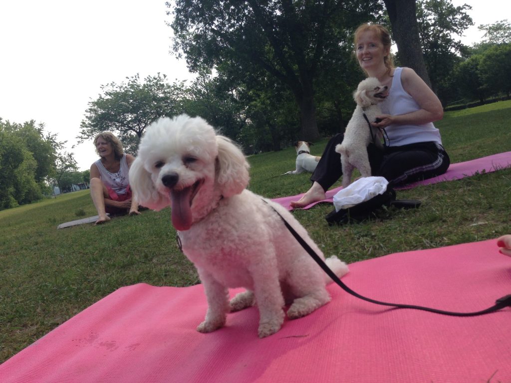 Poodle on yoga mat