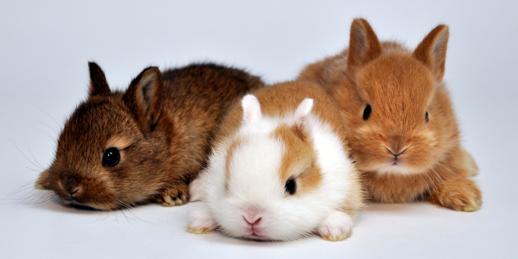 Three baby bunnies