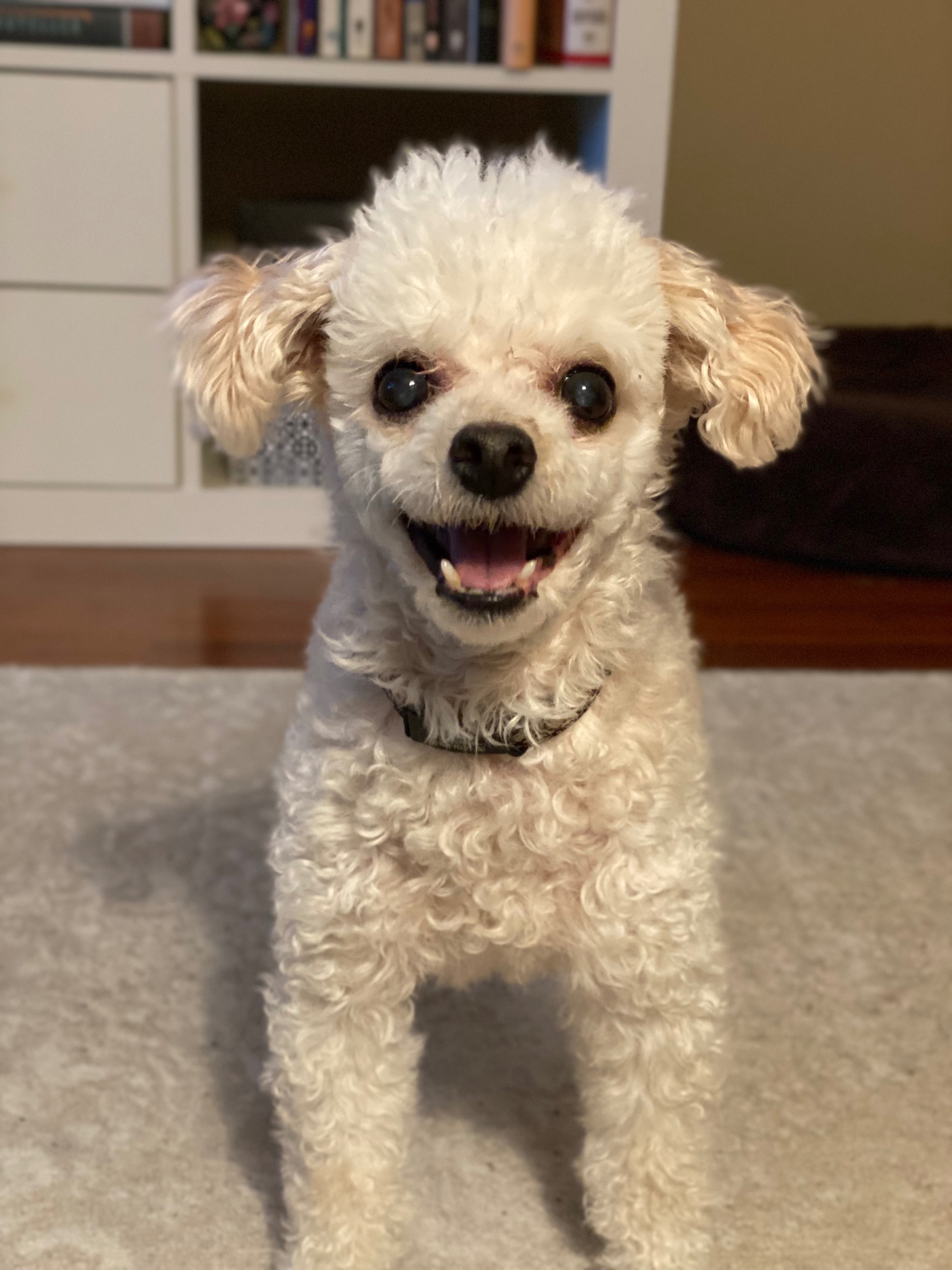 White and red colored toy poodle sitting with mouth open like he is smiling